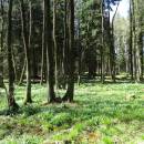 Velká olšina, 20.4.2016, foto Vojtěch Kodet