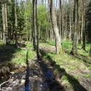 Velká olšina, 20.4.2016, foto Vojtěch Kodet