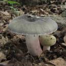 Holubinka fialovonohá (<i>Russula violeipes</i>), PR V Klučí [JI]