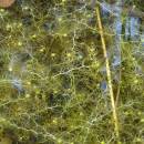 Bublinatka menší (<i>Utricularia minor</i>), PR Chvojnov, 3.10.2015, foto Vojtěch Kodet