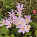 Ocún jesenní (<i>Colchicum autumnale</i>), PP Křižník [ZR], 30.8.2013, foto Libor Ekrt