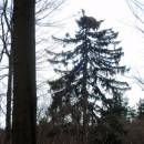 Hnízdo orla mořského (<i>Haliaeetus albicilla</i>), 4.4.2015, foto Vojtěch Kodet