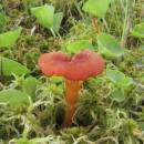 Voskovka vroubkovaná (<i>Hygrocybe coccineocrenata</i>)