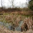 Pístovské mokřady, 5.4.2014, foto Vojtěch Kodet