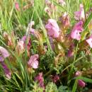 Všivec lesní (<i>Pedicularis sylvatica</i>), PR Na Oklice, 19.5.2014, foto Vojtěch Kodet