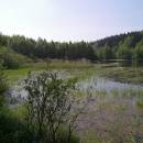ryb. Bukač, Milíčov u Jihlavy, 14.5.2008, foto Vojtěch Kodet