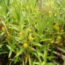 Vrbina kytkokvětá (<i>Lysimachia thyrsiflora</i>), Třeštický rybník, 11.6.2015, foto Vojtěch Kodet