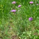 Chrastavec rolní hadcový (<i>Knautia arvensis subsp. serpentinicola</i>), PR Ranská jezírka [HB], 25.6.2008, foto Luděk Čech