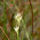 Hrotnosemenka bílá (<i>Rhynchospora alba</i>), PR Chvojnov [JI], 19.7.2012, foto Luděk Čech