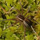 lovčík vodní (Dolomedes fimbriatus)