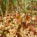 Rosnatka okrouhlolistá (<i>Drosera rotundifolia</i>), NPR Radostínské rašeliniště, 3.6.2015, foto Vojtěch Kodet