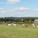 Nový ryb., PP Ptáčovské rybníky, 28.9.2013, foto Vojtěch Kodet
