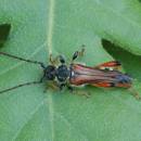 Tesařík <i>Stenopterus rufus</i>, Ketkovice, foto Václav Křivan