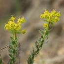 Pryšec sivý menší (<i>Euphorbia seguieriana subsp. minor</i>), NPR Mohelenská hadcová step [TR], 29.4.2014, foto Libor Ekrt