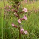 Všivec bahenní pravý (<i>Pedicularis palustris</i>), PR Řeka [HB], 5.6.2007, foto Luděk Čech