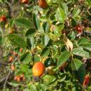 Růže malokvětá (<i>Rosa micrantha</i>), NPR Mohelenská hadcová step, plodící [TR], 21.9.2016, foto Josef Komárek