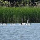Labuť velká (<i>Cygnus olor</i>), ryb. Bezděkov, 7.6.2016, foto Vojtěch Kodet
