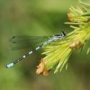 šidélko kopovité (Coenagrion hastulatum)