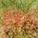 Rosnatka okrouhlolistá (<i>Drosera rotundifolia</i>), PP Ještěnice, 11.6.2015, foto Vojtěch Kodet