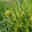 Ostřice šáchorovitá (<i>Carex bohemica</i>), PR Vílanecké rašeliniště, 13.8.2015, foto Vojtěch Kodet