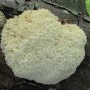 Korálovec bukový (<i>Hericium coralloides</i>)