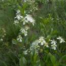 Třešeň křovitá (<i>Prunus fruticosa</i>), PP Ptáčovské rybníky, 7.5.2012, foto Vojtěch Kodet