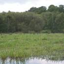 Velký Klátův rybník, 24.6.2010, foto Vojtěch Kodet