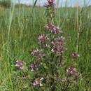 všivec bahenní (Pedicularis palustris)