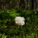 Suchopýr pochvatý (<i>Eriophorum vaginatum</i>), NPR Radostínské rašeliniště, 3.6.2015, foto Vojtěch Kodet