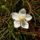 Tolije bahenní (<i>Parnassia palustris</i>), U Farského lesa, 17.9.2014, foto Vojtěch Kodet
