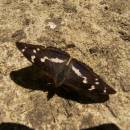 Batolec duhový (<i>Apatura iris</i>), Vílanecká střelnice, 6.7.2011, foto Vojtěch Kodet