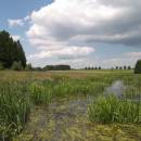 Veselský rybník, 11.6.2011, foto Vojtěch Kodet