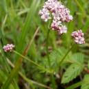Kozlík dvoudomý (<i>Valeriana dioica</i>), rašeliniště Pod Trojanem, 15.5.2015, foto Vojtěch Kodet