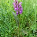 Prstnatec májový (<i>Dactylorhiza majalis</i>), PR Rašeliniště Loučky, 29.5.2013, foto Vojtěch Kodet