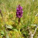 Prstnatec májový (<i>Dactylorhiza majalis</i>), PR Rašeliniště Kaliště, 31.10.2013, foto Vojtěch Kodet