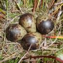 Hnízdo bekasiny otavní (<i>Gallinago gallinago</i>), PR Havranka, 1.6.2015, foto Vojtěch Kodet