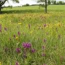 Prstnatec májový pravý (<i>Dactylorhiza majalis</i>), PR Na Podlesích [TR], 26.5.2013, foto Libor Ekrt