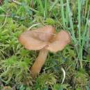 Václavka bažinná (<i>Armillaria ectypa</i>)