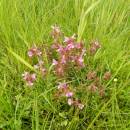 všivec lesní (Pedicularis sylvatica)