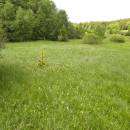 Dolnohuťský mokřad, 27.5.2006, foto Vojtěch Kodet