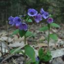 Plicník tmavý (<i>Pulmonaria obscura</i>), PP Zaječí skok, 23.4.2004, foto Vojtěch Kodet