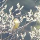 Strnad obecný (<i>Emberiza citrinella</i>), PR Na Oklice, 18.4.2014, foto Vojtěch Kodet