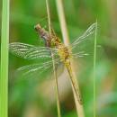 Vážka rudá (<i>Sympetrum sanguineum</i>), PP Ptáčovské rybníky, Ptáčov, foto Václav Křivan