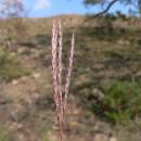 Vousatka prstnatá (<i>Bothriochloa ischaemum</i>), NPR Mohelenská hadcová step [TR], 5.10.2007, foto Luděk Čech