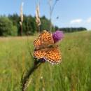 U Šeredů, 3.7.2014, foto Vojtěch Kodet