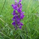 Prstnatec májový (<i>Dactylorhiza majalis</i>), PR Rašeliniště Loučky, 7.6.2012, foto Vojtěch Kodet
