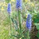 Rozrazil klasnatý (<i>Veronica spicata</i>), PR Mohelnička, 29.7.2016, foto Vojtěch Kodet