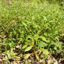 Pomněnka řídkokvětá (<i>Myosotis sparsiflora</i>), Šemíkovice, Knížecí seč [TR], 7.5.2016, foto Libor Ekrt