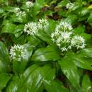 Česnek medvědí (<i>Allium ursinum</i>), NPR Velký Špičák, 22.5.2008, foto Vojtěch Kodet
