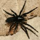 skálovka mokřadní (Gnaphosa nigerrima)